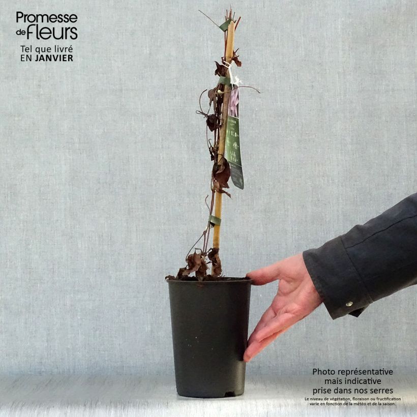 Clematis Morning Star Maceta 2L/3L Ejemplar entregado en invierno