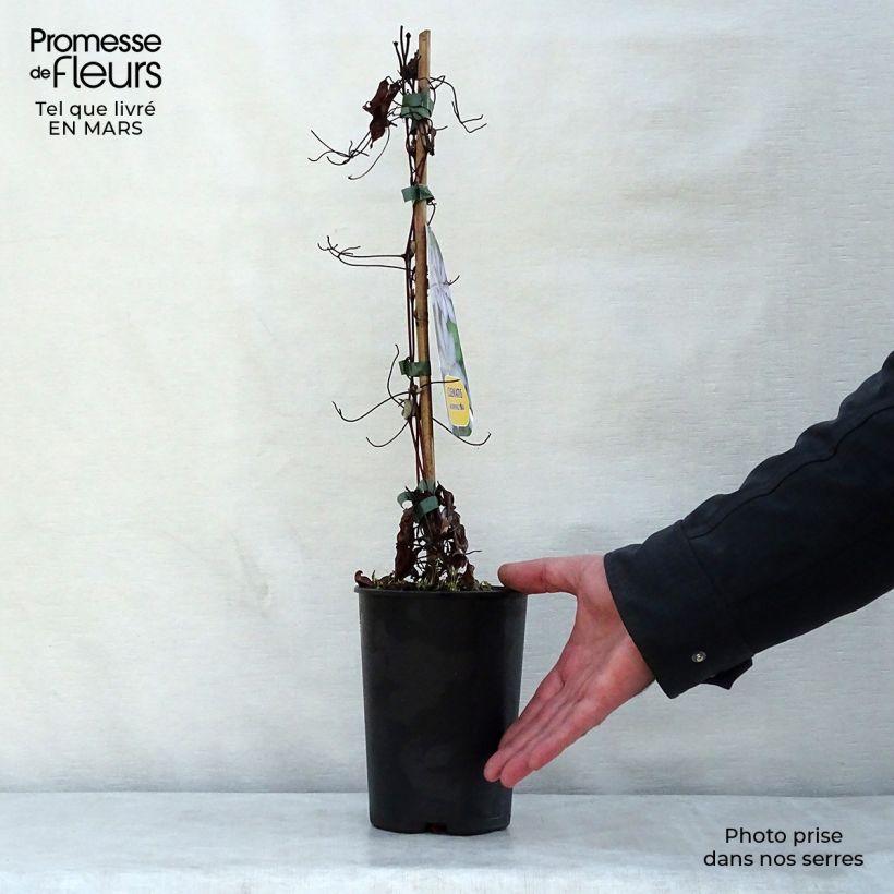 Clematis Morning Star Maceta 2L/3L Ejemplar entregado en la primavera