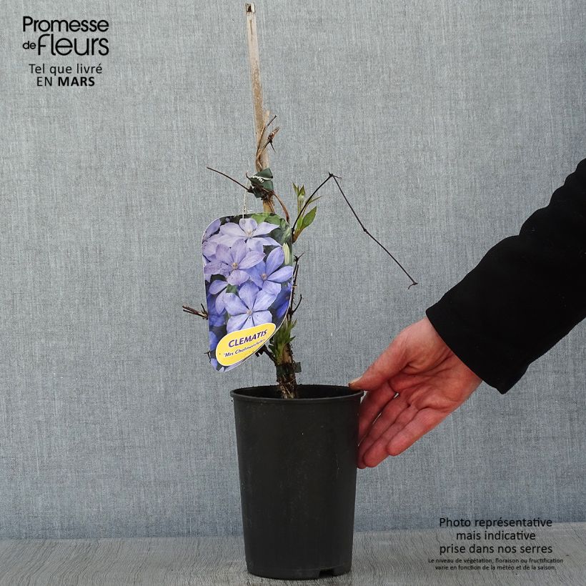 Clematis Mrs Cholmondeley Maceta 1,5L/2L Ejemplar entregado en invierno