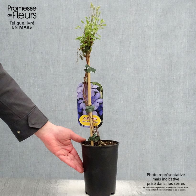 Clematis Mrs Cholmondeley Maceta 1,5L/2L Ejemplar entregado en la primavera