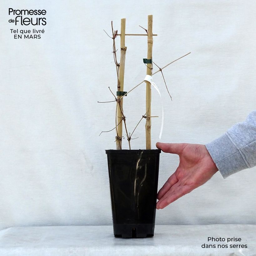 Clematis Mrs. Georges Jackman Maceta 2L/3L Ejemplar entregado en la primavera