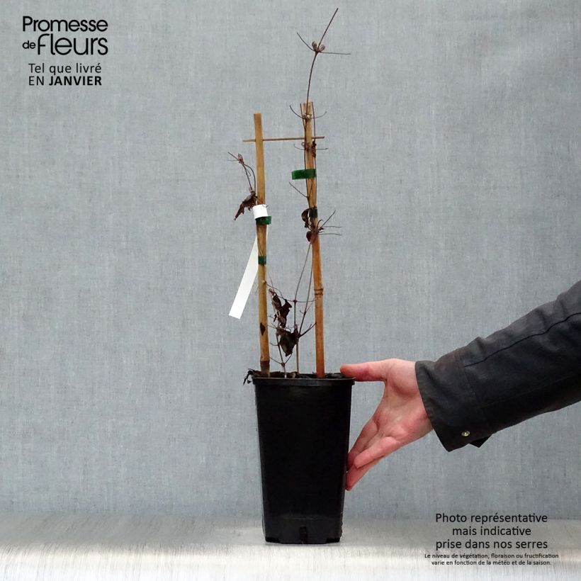 Clematis Mrs. Georges Jackman Maceta 2L/3L Ejemplar entregado en invierno