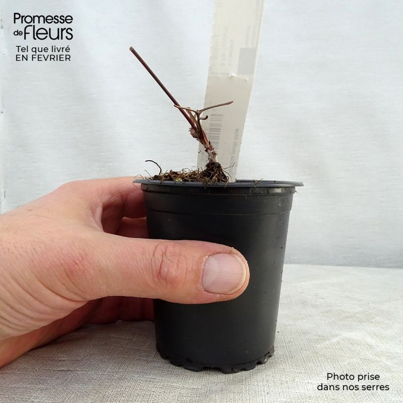 Clematis Multi Blue Maceta de 8/9 cm Ejemplar entregado en invierno