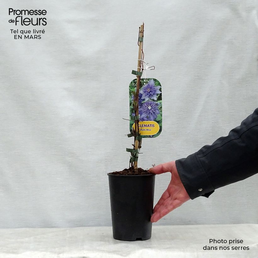 Clematis Multi Blue Maceta 2L/3L Ejemplar entregado en la primavera