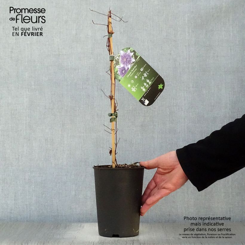 Clematis Multi Blue Maceta 2L/3L Ejemplar entregado en invierno