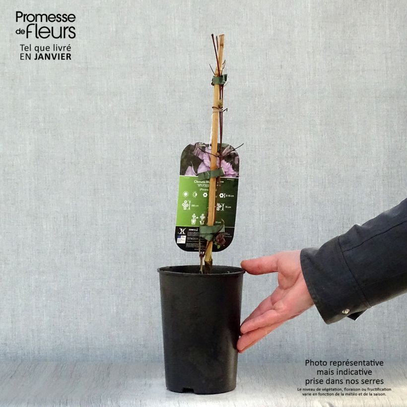 Clematis Multi Pink Maceta 2L/3L Ejemplar entregado en invierno