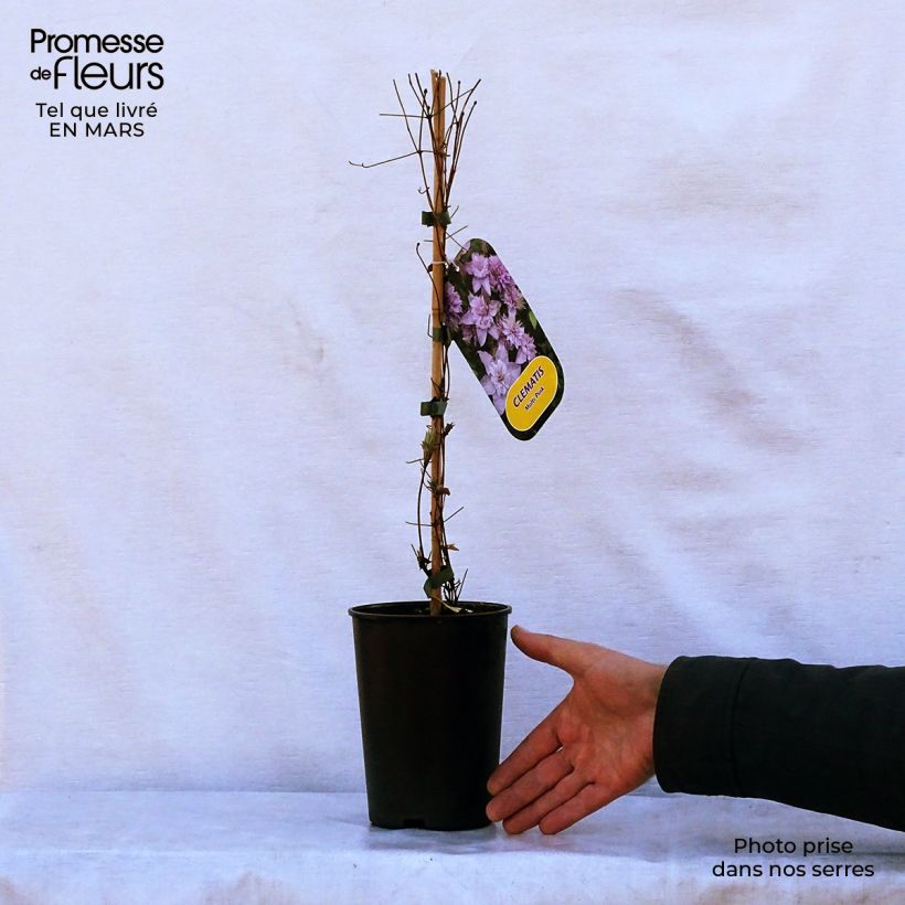 Clematis Multi Pink Maceta 2L/3L Ejemplar entregado en la primavera