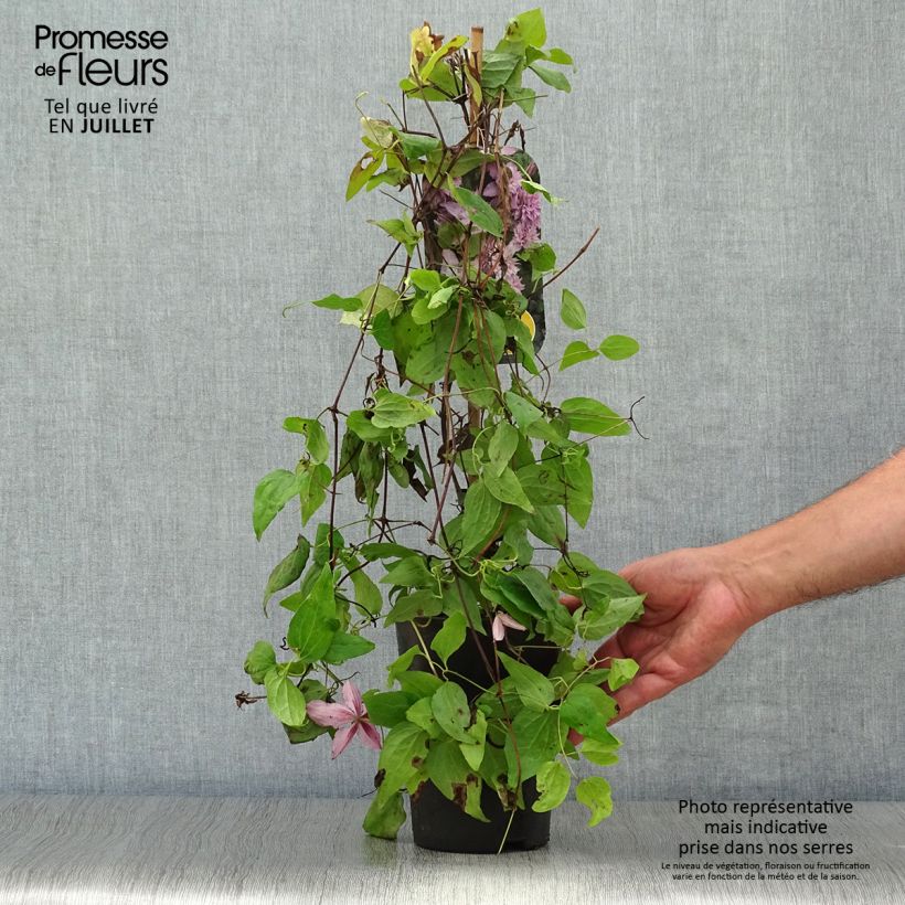Ejemplar de Clematis Multi Pink Maceta 2L/3L entregado en verano