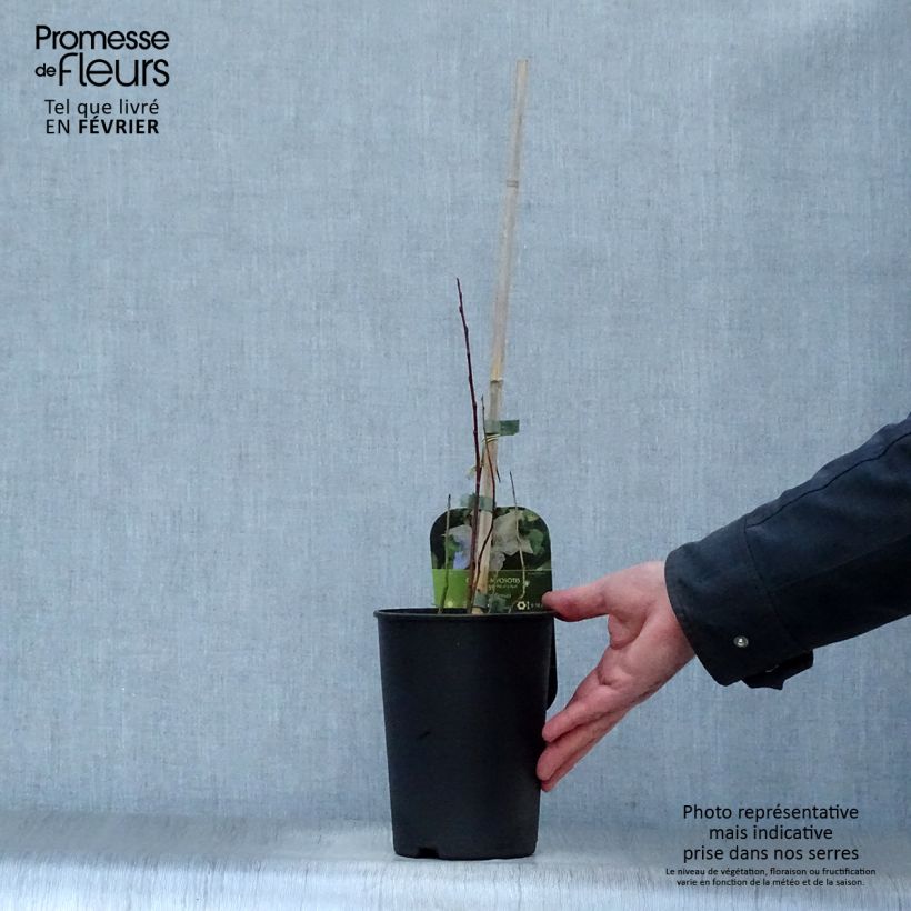 Clematis Myosotis Maceta 2L/3L Ejemplar entregado en invierno