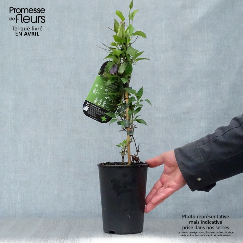 Clematis Myosotis Maceta 2L/3L Ejemplar entregado en la primavera