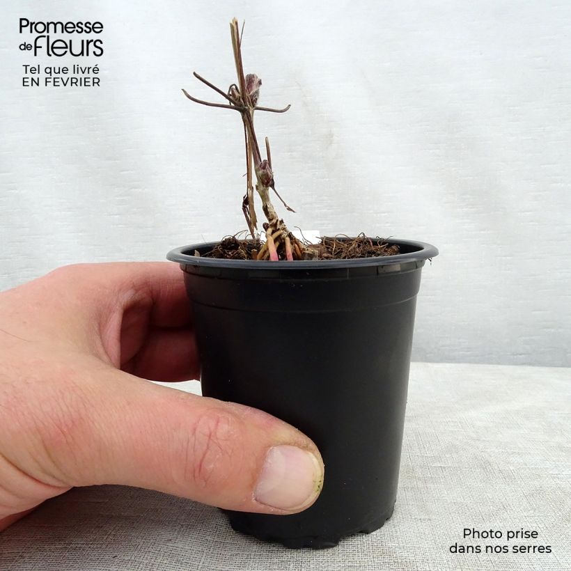 Clematis lanuginosa Nelly Moser Maceta de 8/9 cm Ejemplar entregado en invierno