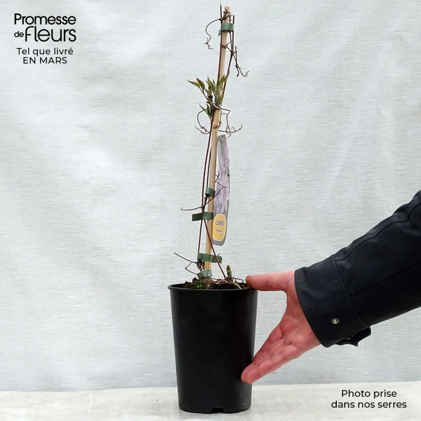 Clematis lanuginosa Nelly Moser Maceta 2L/3L Ejemplar entregado en la primavera