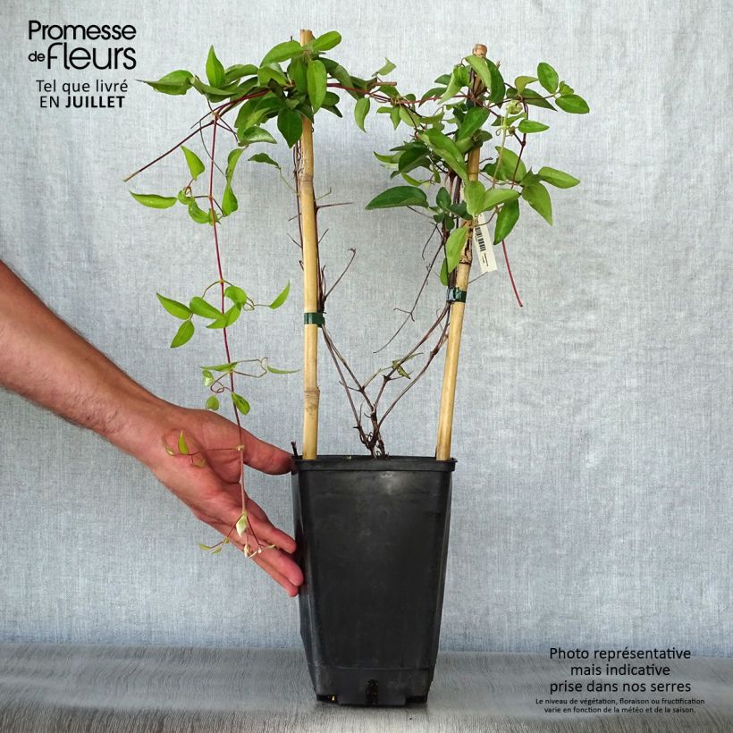 Ejemplar de Clematis lanuginosa Nelly Moser Maceta 2L/3L entregado en verano