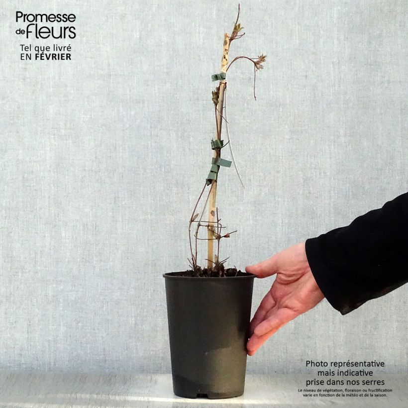 Clematis lanuginosa Nelly Moser Maceta 2L/3L Ejemplar entregado en invierno