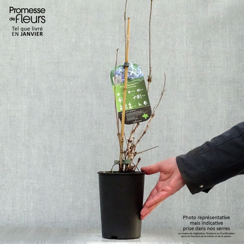 Clematis New Love Maceta 2L/3L Ejemplar entregado en invierno