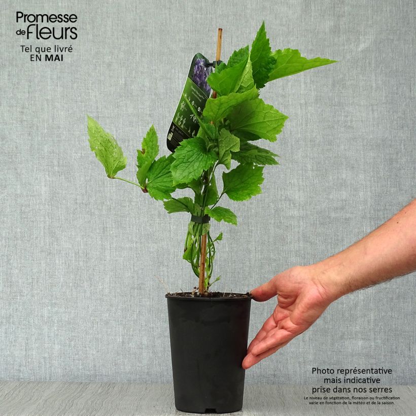 Clematis New Love Maceta 2L/3L Ejemplar entregado en la primavera