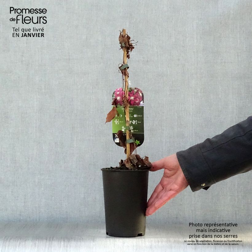 Clematis Niobe Maceta 2L/3L Ejemplar entregado en invierno