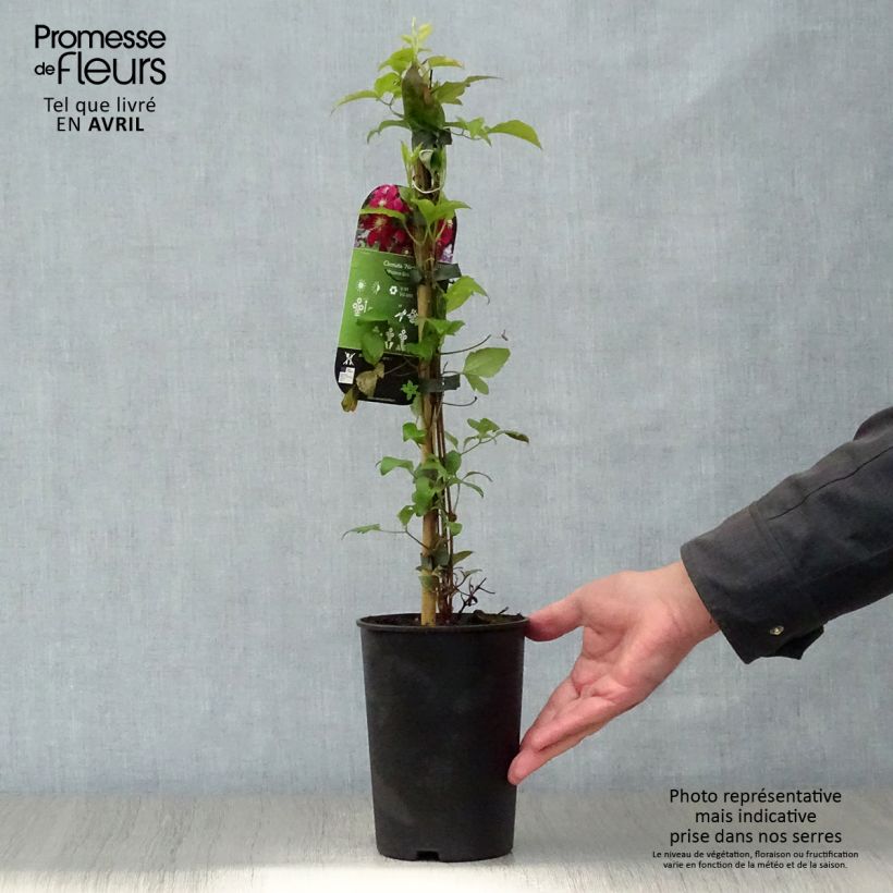 Clematis Niobe Maceta 2L/3L Ejemplar entregado en la primavera