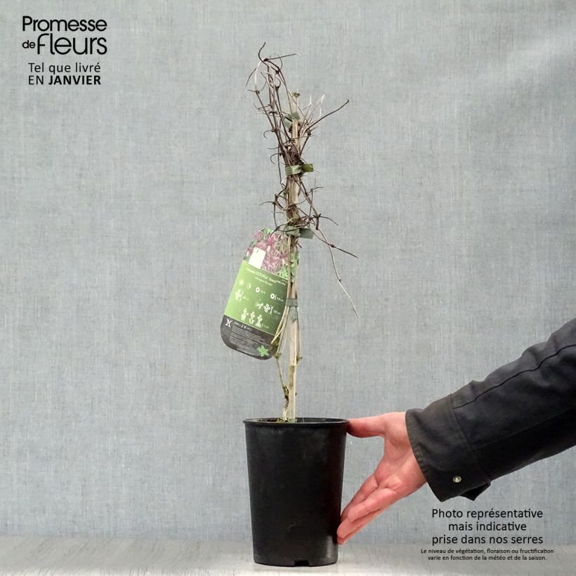 Clematis Octopus Maceta 2L/3L Ejemplar entregado en invierno