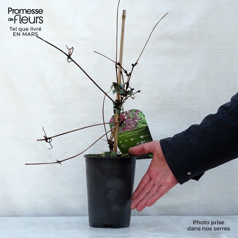 Clematis Octopus Maceta 2L/3L Ejemplar entregado en la primavera