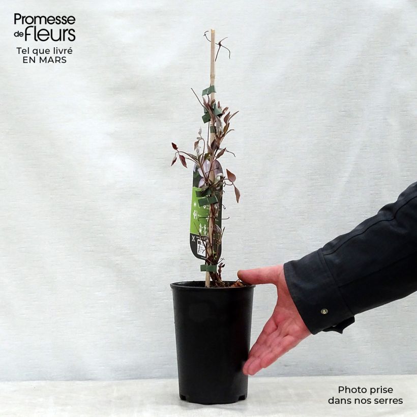 Clematis Omoshiro Maceta 2L/3L Ejemplar entregado en la primavera