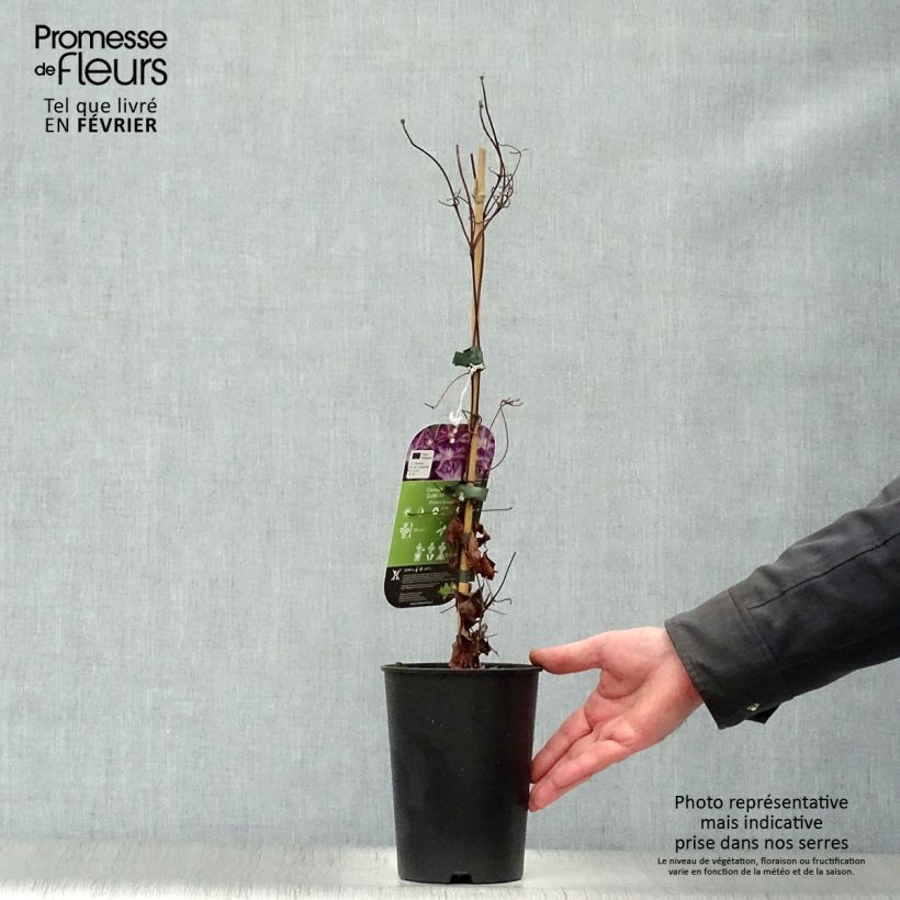 Clematis Palette Maceta 2L/3L Ejemplar entregado en invierno