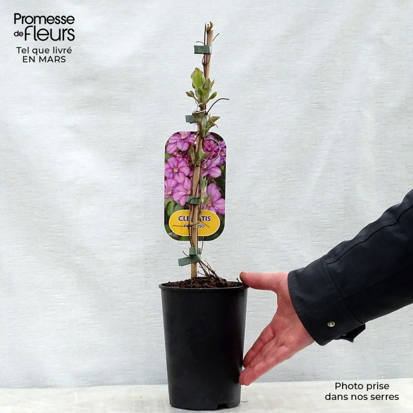 Clematis Paradiso Maceta 2L/3L Ejemplar entregado en la primavera