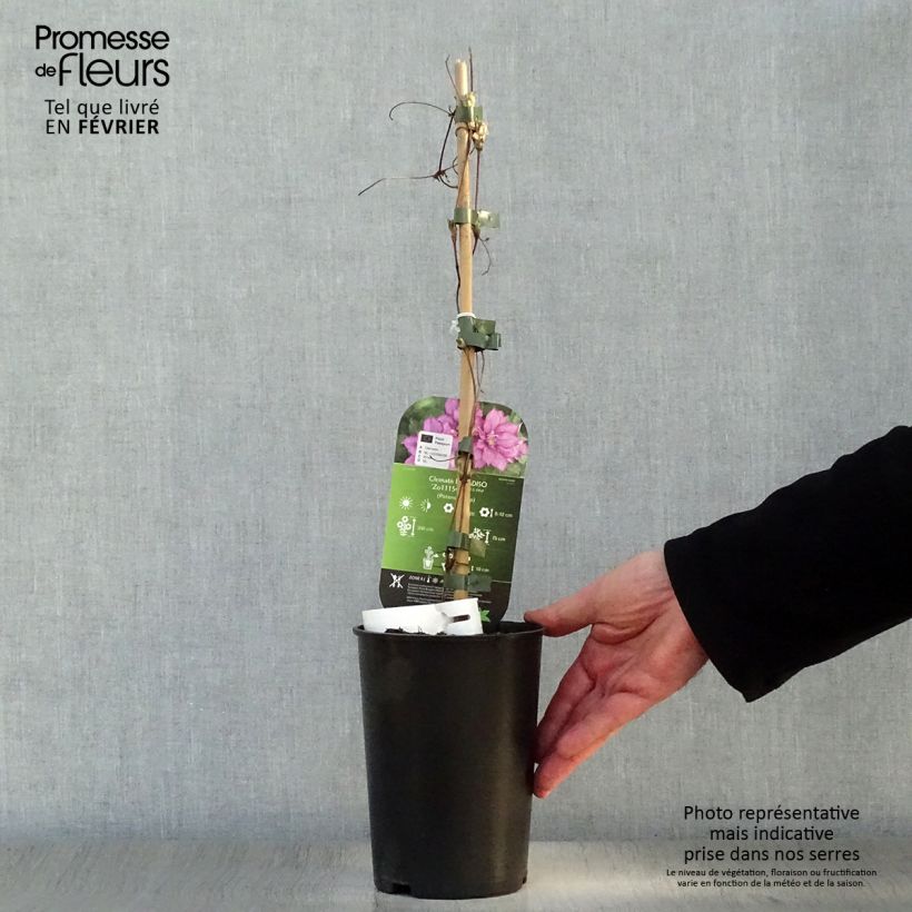 Clematis Paradiso Maceta 2L/3L Ejemplar entregado en invierno