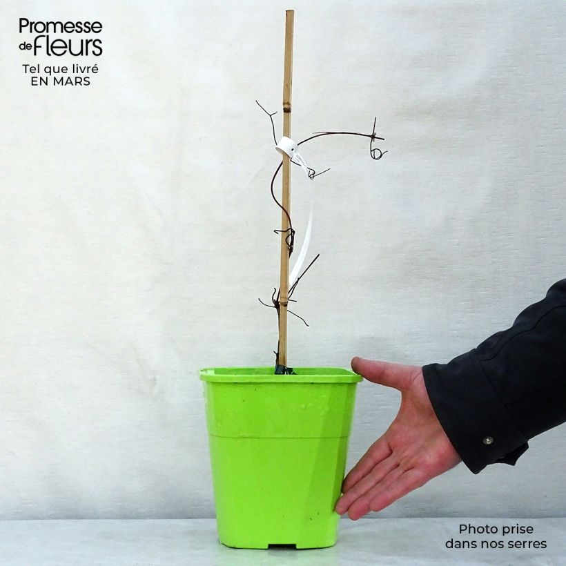 Clematis Patricia Ann Fretwell Maceta 1,5L/2L Ejemplar entregado en la primavera