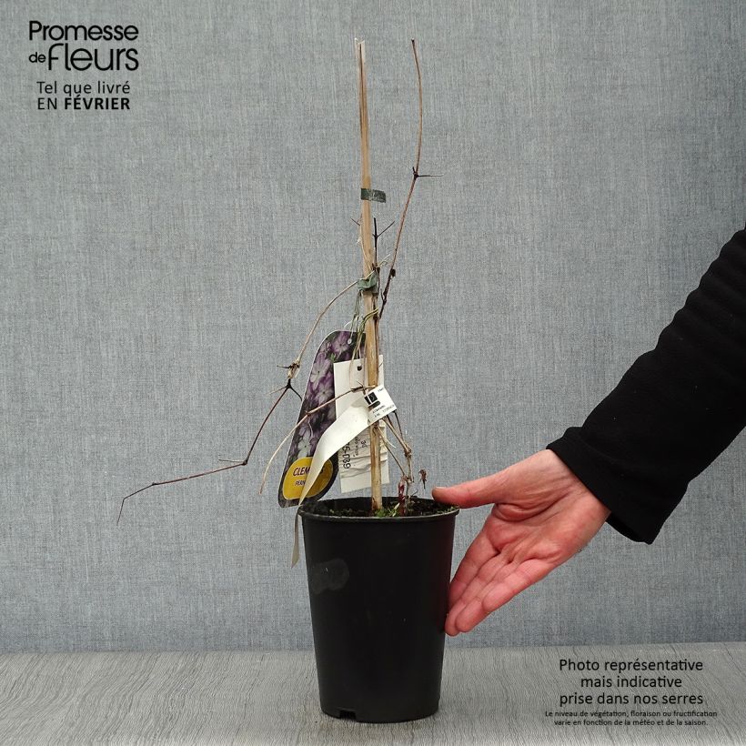 Clematis Pernille Maceta 2L/3L Ejemplar entregado en invierno