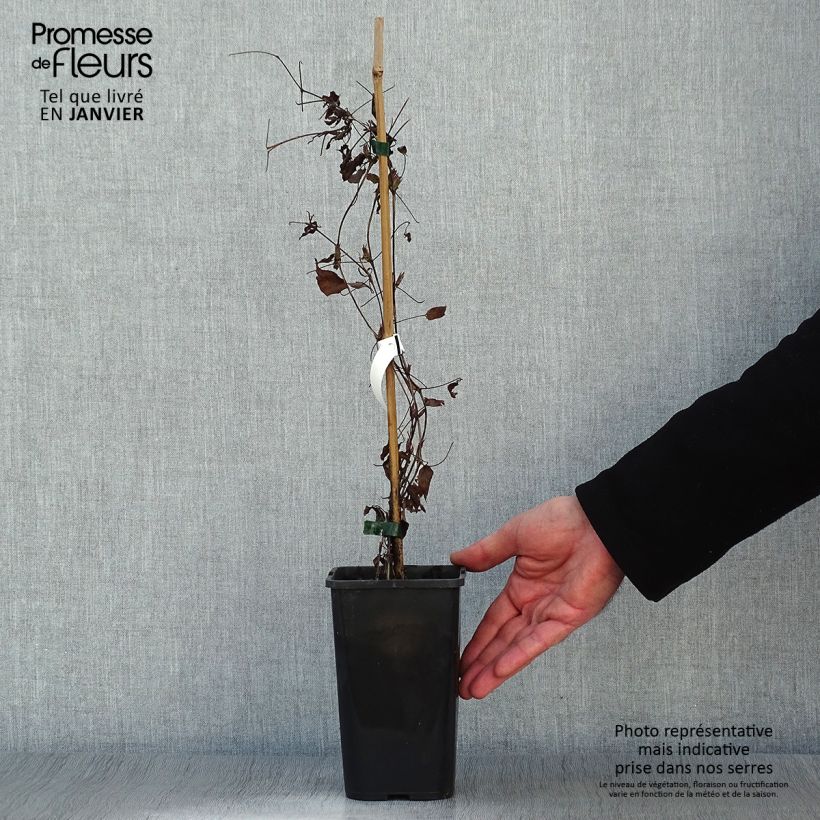 Clematis Picardy Maceta 1,5L/2L Ejemplar entregado en invierno