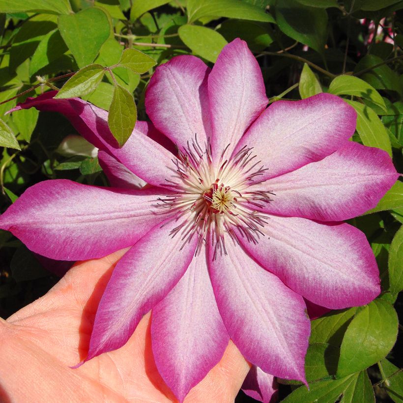 Clematis Picotee (Floración)