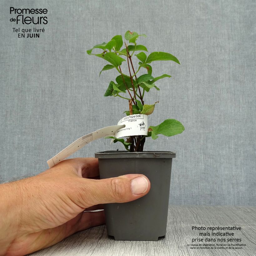 Ejemplar de Clematis Piilu Maceta de 8/9 cm entregado en verano