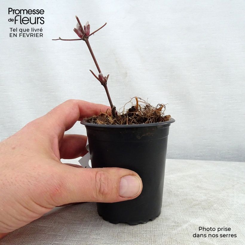 Clematis Piilu Maceta de 8/9 cm Ejemplar entregado en invierno