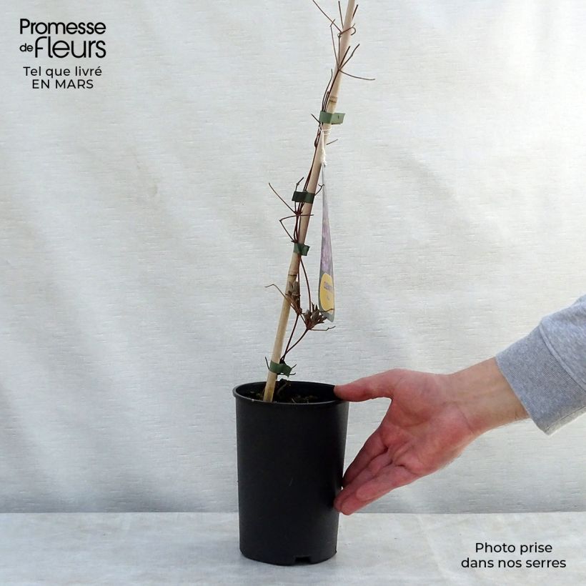 Clematis Piilu Maceta 2L/3L Ejemplar entregado en la primavera