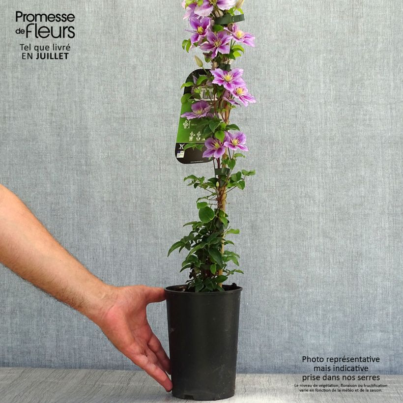 Ejemplar de Clematis Piilu Maceta 2L/3L entregado en verano