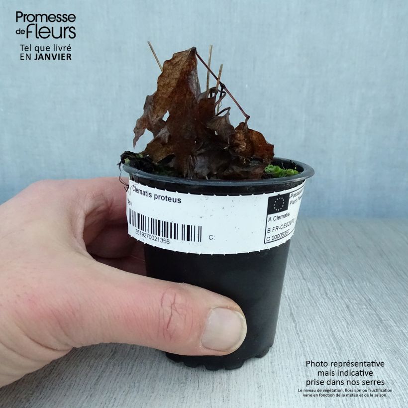 Clematis Proteus Maceta de 8/9 cm Ejemplar entregado en invierno