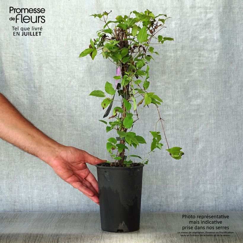 Ejemplar de Clematis Proteus Maceta 2L/3L entregado en verano