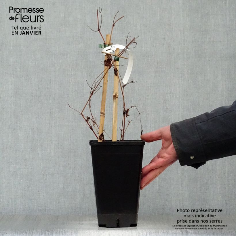 Clematis Rebecca Maceta 2L/3L Ejemplar entregado en invierno