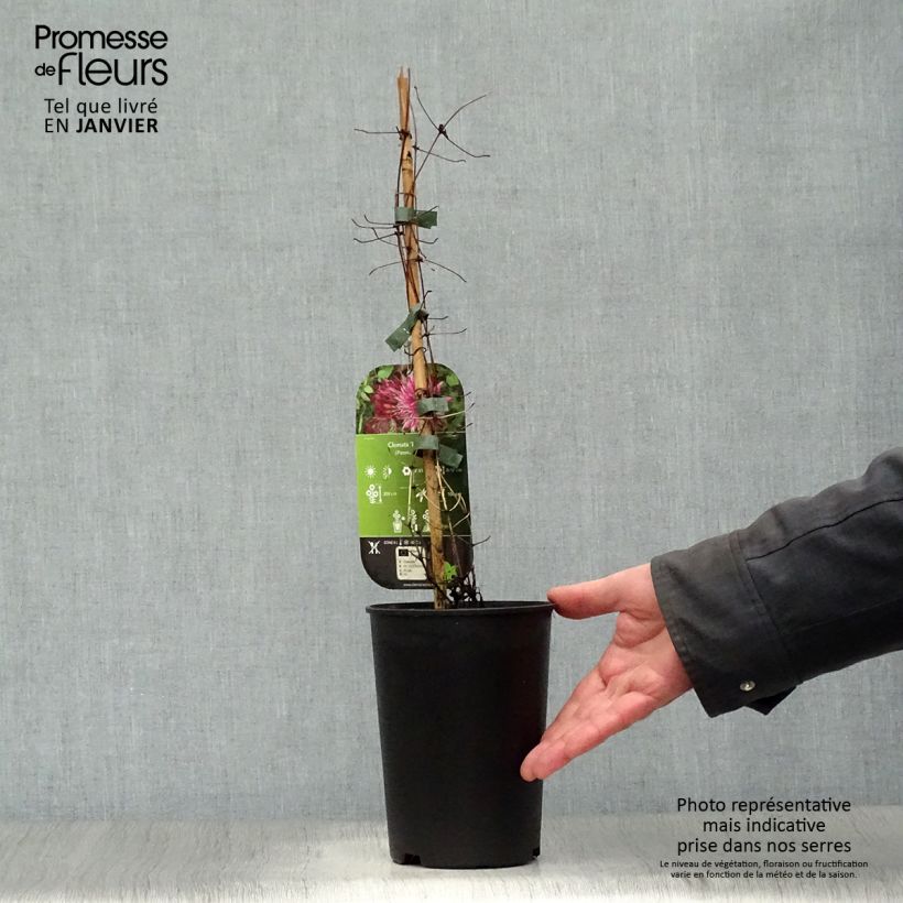 Clematis Red Star Maceta 1,5L/2L Ejemplar entregado en invierno