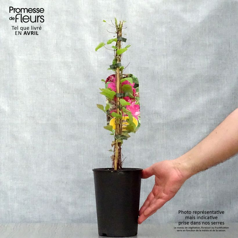 Clematis Red Star Maceta 1,5L/2L Ejemplar entregado en la primavera