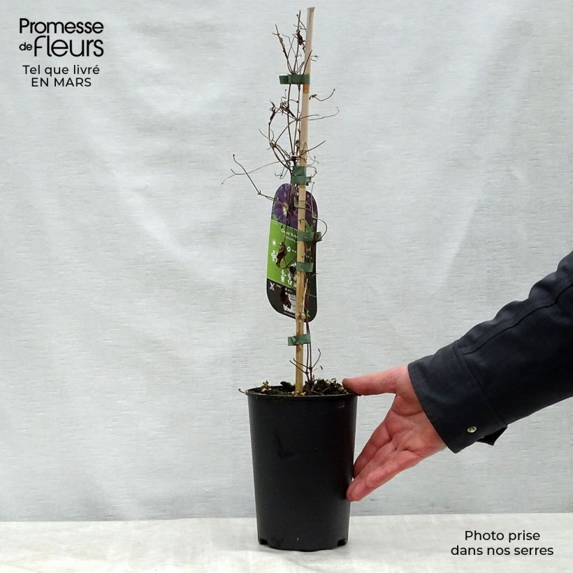 Clematis Romantika Maceta 2L/3L Ejemplar entregado en la primavera