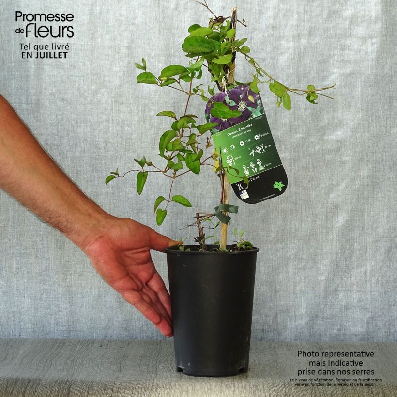 Ejemplar de Clematis Romantika Maceta 2L/3L entregado en verano