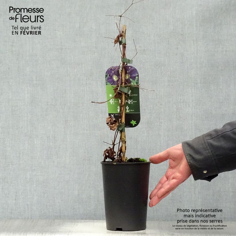 Clematis Romantika Maceta 2L/3L Ejemplar entregado en invierno