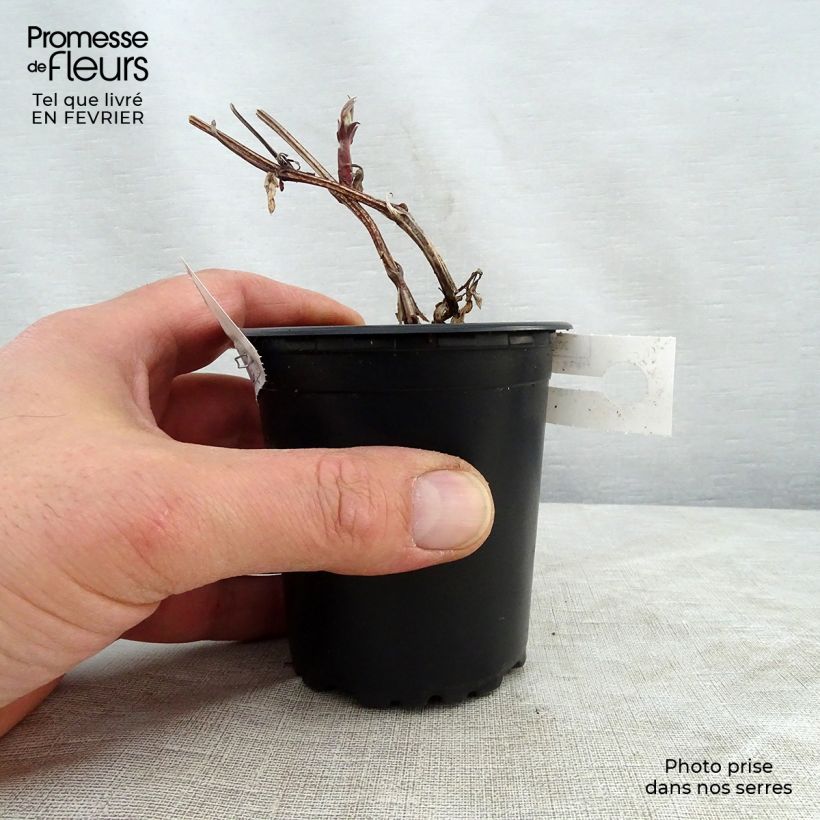 Clematis Rouge Cardinal Maceta de 8/9 cm Ejemplar entregado en invierno
