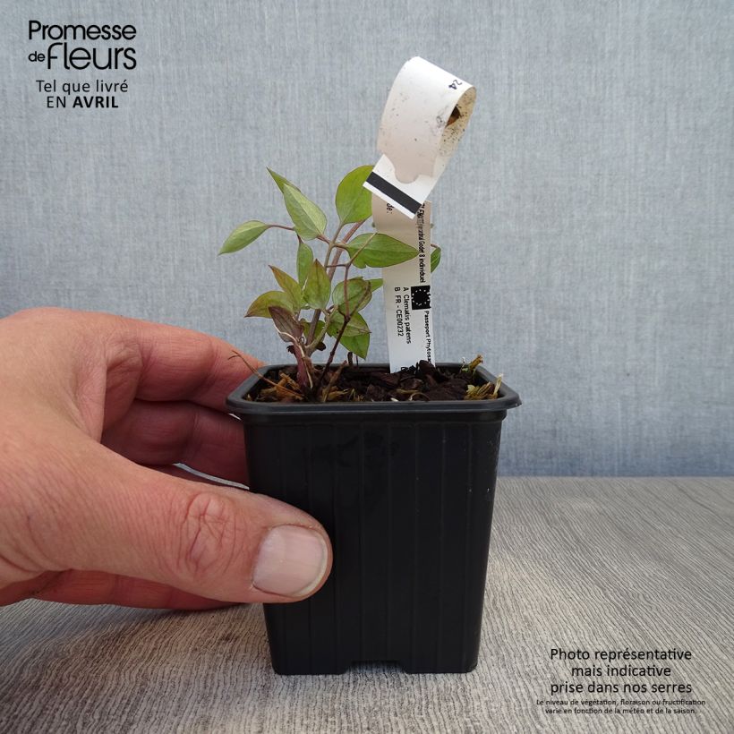 Clematis Rouge Cardinal Maceta de 8/9 cm Ejemplar entregado en la primavera