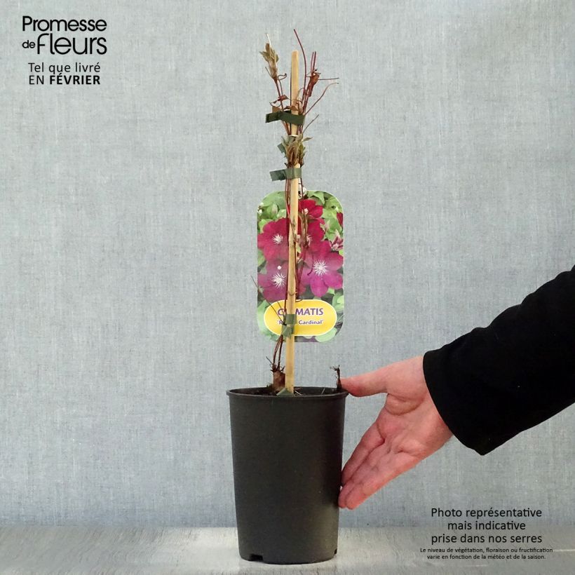 Clematis Rouge Cardinal Maceta 2L/3L Ejemplar entregado en invierno