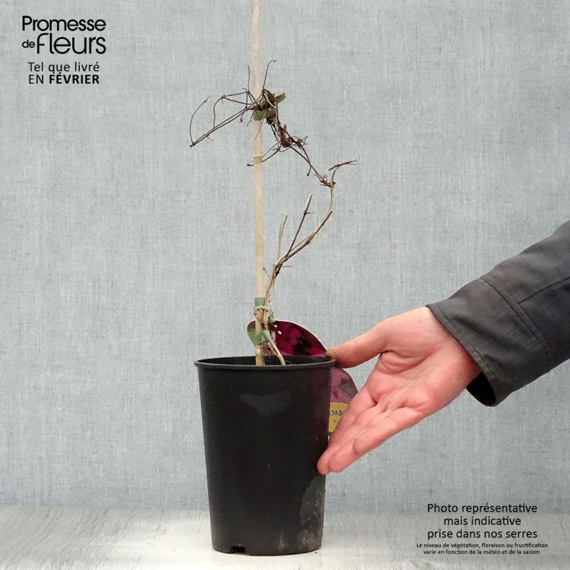 Clematis Ruutel Maceta 2L/3L Ejemplar entregado en invierno