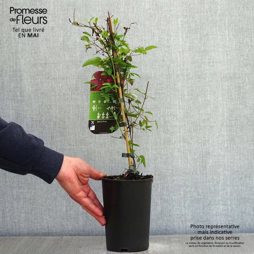 Clematis Ruutel Maceta 2L/3L Ejemplar entregado en la primavera