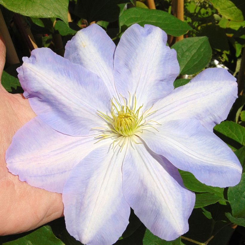 Clematis Success Lavender (Floración)